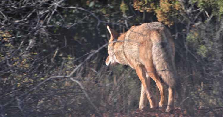 coyote